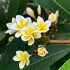 Generic semi di plumeria, plumeria rubra, semi di perenni resistenti e perenni decorazione da giardino per esterni in vaso giardino arbusti da esterno arbusti 150pcs