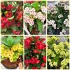 Generic Semi di spine di Cristo, Euphorbia milii, resistenti per il giardino acquistare la spina di Cristo semi di balcone 600pcs