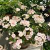 Generic 250 pezzi semi di geranio perenne - giardino di giardino interno, semi perenni resistenti che coprono il suolo, prato,