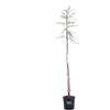 eGarden.store Pianta di Falso Pepe Albero di Schinus Molle pianta da esterno Albero ornamentale di Falso Pepe albero da giardino pianta vera venduta da eGarden.store