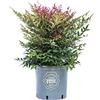 Vannucci Piante - Nandina domestica, siepe, cespugli, pianta vera in vaso (Nandina domestica 'Obsessed')