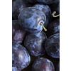 eGarden.store Pianta di prugna o prugne Albero di prugna pianta di prugna età 2 anni pianta vera di prugna o prugne venduta da eGarden.store (Regina D'Italia)