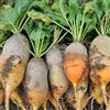 Generic semi di barbabietola da zucchero resistenti per il giardino di barbabietola resistenti biologici di invernali coltivazione, 1500pcs