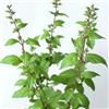 SemiSauvage 250 Semi di Basilico Sacro Tulsi - SemiSelvaggio Permacultura