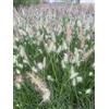 GRDplanten 6 x Pennisetum alopecuroides 'Little Bunny' - Penniseto - vaso 9x9 cm