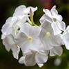 Generic Semi Phlox Beauty Semi bianchi | Confezione da 1: 200 semi