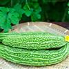 Generic semi di melone amaro, balcone, biologici giardino interno 10pcs