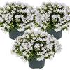 Bloomique - Set di 3 - Campanula Ambella White - Campanula Bianca - Pianta Coprisuolo - Pianta da Giardino - Resistente al Freddo - Adatta agli Animali - Alte 10-20 cm - Vaso 10,5 cm