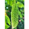 Generic Bitter Gourd Seed (25 per packet) : Package Contain Seeds Only