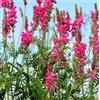Mondo Ape Semi Fiori per Api - Sementi Mellifere per Api - 1 kg - Semi per Apicoltura - Semi per Fiori Melliferi Lupinella