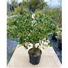 Generico ILEX NELLIE STEVENS - Agrifoglio in vaso 24 cm - h. pianta 70/80 cm