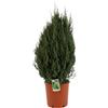Vivaio Garden Forest Ginepro Chinensis Stricta - Conifera