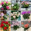 Generic Semi di geranio - Pelargonium hortorum - da giardino resistenti per il giardino per luoghi soleggiati 120pcs
