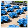 HOKJND Hosta Mélange de rhizomes vivaces rustiques, Rizoma di Hosta,caucun arrosage nécessaire, Onvient pour le printemps et l'automne-2 Rizomi-C
