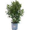vannucci piante Viburnum tinus 'Eve Price', Viburno, Pianta vera in vaso Vannucci Piante, Pianta da terrazzo (cod. 22) (1x)