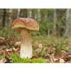 Mycelium Boletus Betulicola - Mycelium - Fungi Forest - Coltiva i tuoi funghi!