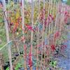 Azienda Agricola Tempesti Stefania Vite Canadese, 2 piante, altezza 100/120 cm, vaso Ø16, Vite americana, Parthenocissus quinquefolia