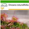 SAFLAX - Rosolida - 50 semi - Con substrato - Drosera rotundifolia