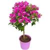 Generico Pianta di BOUGANVILLEA G. SANDERINA AD ALBERELLO fiori rosa h50/70 IN VASO 17 CM