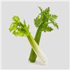 EDG Enzo de Gasperi Sedano Artificiale, Frutta Finta realistica per Decorazioni H28 cm 2 Varianti (1pz) Verde Chiaro
