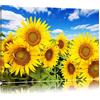 Pixxprint Campo di Girasole sotto Il Cielo Stampa su Tela 100x70 cm Artistica murale