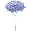Zelda Bomboniere Ortensia Annabelle Pz 1 Essiccata Naturale Decorazioni Composizione Floreale (Mystic Blu)
