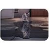 A.Monamour Tappetino per Il Bagno Antiscivolo Assorbente Morbido Simpatico Gatto Tigre Riflesso Animale Lavabile Tappeto Tappetini Doccia Passatoia da Cucina Zerbino Tappeti Cameretta 40x120cm