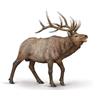 CollectA Alce (alce) - Animali e statuette realistiche dipinte a mano, modelli di animali selvatici, regali di animali selvatici per bambini e bambini dai 3 anni in su
