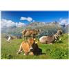 MyPuzzle.com MyPuzzle Mucche Sul Sentiero Corvatsch-Murtel Con Il Piz Polaschin E I Laghi Dell'Alta Engadina, St. Moritz - Premium 1000 Pezzi Puzzle - MyPuzzle Collezione speciale di Puzzle Galaxy