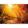 murando Carta da parati Strada Forestale 350x256 cm Fotomurali in TNT Murale alla moda Decorazione da Muro XXL Poster Gigante Design Carta per Pareti Soggiorno Paesaggio Natura Sole c-G-10002-a-a