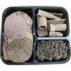 Catappa-Leaves - Set di acquari con tannini per acqua sana, coni di ontano, foglie di mandorlo marino, prodotti naturali