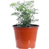 eGarden.store Pianta vera di Ruta - Ruta Graveolens aromatica commestibile da usare in cucina ornamentale da esterno venduta da eGarden.store