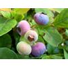 PERAGASHOP 1 PIANTA DI MIRTILLO AMERICANO COVILLE