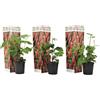 Plant in a Box - Rubus 'Tayberry' - Set di 3 - Incrocio tra mora e lampone - Frutti rosso intenso - Pianta da giardino decidua - Vaso 9cm - Altezza 25-40cm
