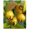Generico Vivaio Garden Forest - Guava Limone (Psidium guajava) - Pianta da Frutto Sempreverde H 150 cm, In Vaso - Frutti Gialli Agrodolci Ricchi di Vitamina C