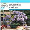 SAFLAX - Confezione regalo - Glicine africano - 15 semi - Bolusanthus speciosus