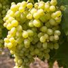 le Georgiche Vivai le Georgiche - Pianta vera di Uva da tavola bianca Apirena Vitis vinifera 'Apirena' Apirena bianca - vaso 2 Litri - Quadrato - altezza alla vendita 80-100 cm