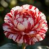 BUUYOSE Bulbi di peonia perenni resistenti nel Regno Unito, a bassa manutenzione, adatti agli impollinatori, crescono in letti, bordi e vasi da patio, eccellente display-A-1 lampadina