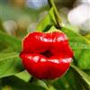 Generic 50 graines/paquet graines de fleurs à lèvres rouges pots de fleurs rares graines de fleurs Psychotria Elata