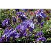 Generic Aquilegia alpina Confezione da 100 semi