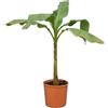 Bloomique - Musa basjoo - Banano da giardino - Pianta di banano - Resistente all'inverno - Piante da balcone - Piante da giardino - Altezza 100-110 cm - Vaso 26 cm