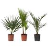Plant in a Box - Set di 3 palme da esterno - Phoenix, Chamaerops, Washingtonia - Vaso 15cm - Altezza 50-70cm