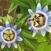 Generico Pianta di Passiflora Caerulea, fiori e frutti