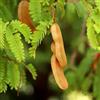 Generico 6 Semi di Albero di Tamarindo (Tamarindus indica)