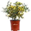 eGarden.store Pianta di Calicotome Spinosa Pianta di Sparzio Spinoso Pianta di Ginestra Spinosa pianta da esterno pianta da giardino pianta vera di Calicotome pianta ornamentale venduta da eGarden.store
