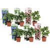 Plant in a Box - Hydrangea macrophylla 'Early Blue', 'Early Pink', 'Wudu' - Ortensia - Misto di 6 - Vaso 10,5 cm - Altezza 25-40 cm