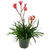 POWERS TO FLOWERS - ANIGOZANTHOS ROSSO, ZAMPE DI CANGURO, pianta vera