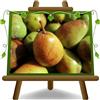 EURO PLANTS VIVAI Sorbo Fruttifero Domestico Pianta da Frutto età 2 anni | Antico Vaso 20 cm Altezza 150-170 cm