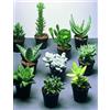 Generico Set piante grasse vere (10 pz)