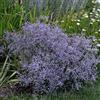 Arborix 6 x Limonium Latifolium - Perenni Vaso 9cm x 9cm